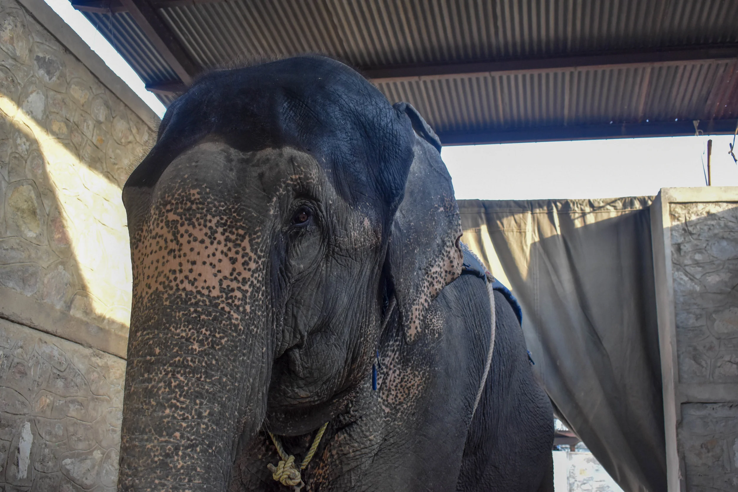 When the elephants have finished giving rides at the tourist attraction Amber Fort, they return to their home called Hathi Gaon - “Elephant Village”. In the village, we found that the elephants are either continuing to perform for tourists by giving even more rides, or are kept alone, heavily chained in “concrete boxes”, and often swaying repetitively - a sign of severe psychological distress. Jaipur, India, 2018
