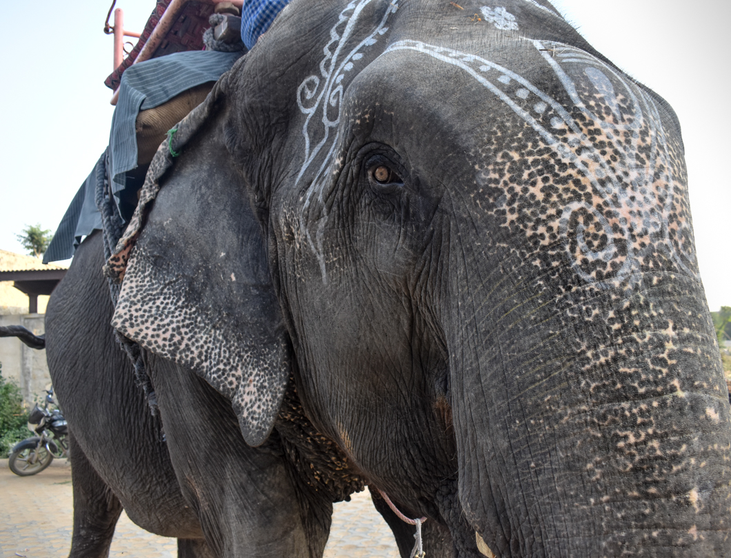 When the elephants have finished giving rides at the tourist attraction Amber Fort, they return to their home called Hathi Gaon - “Elephant Village”. In the village, we found that the elephants are either continuing to perform for tourists by giving even more rides, or are kept alone, heavily chained in “concrete boxes”, and often swaying repetitively - a sign of severe psychological distress. Jaipur, India, 2018
