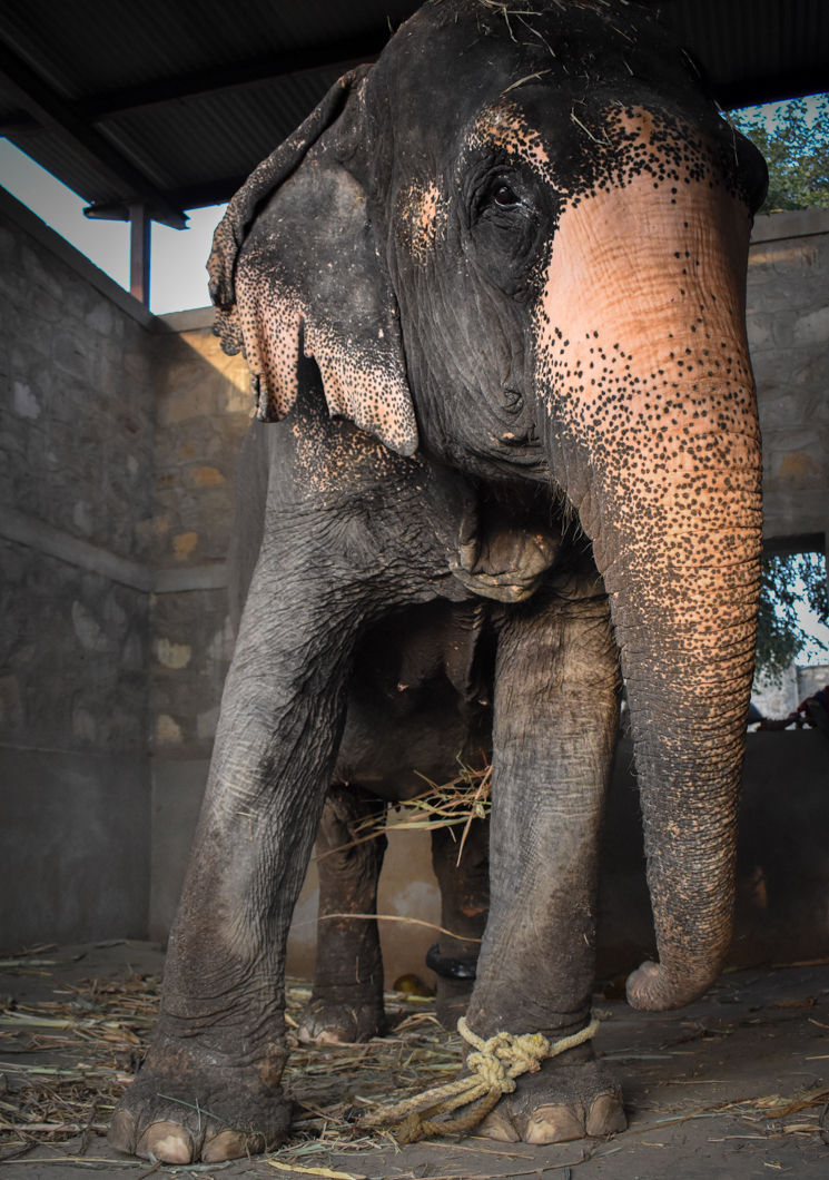 When the elephants have finished giving rides at the tourist attraction Amber Fort, they return to their home called Hathi Gaon - “Elephant Village”. In the village, we found that the elephants are either continuing to perform for tourists by giving even more rides, or are kept alone, heavily chained in “concrete boxes”, and often swaying repetitively - a sign of severe psychological distress. Jaipur, India, 2018