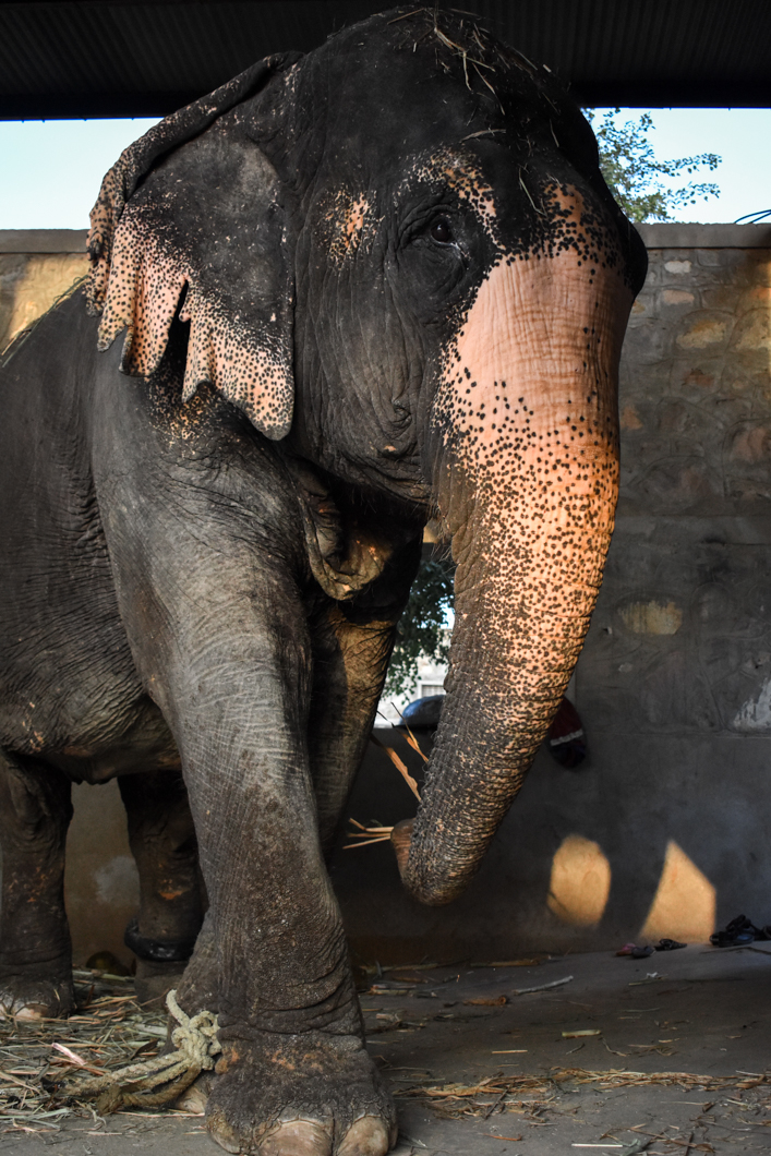 When the elephants have finished giving rides at the tourist attraction Amber Fort, they return to their home called Hathi Gaon - “Elephant Village”. In the village, we found that the elephants are either continuing to perform for tourists by giving even more rides, or are kept alone, heavily chained in “concrete boxes”, and often swaying repetitively - a sign of severe psychological distress. Jaipur, India, 2018