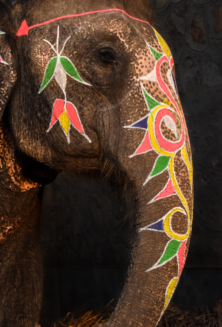 When the elephants have finished giving rides at the tourist attraction Amber Fort, they return to their home called Hathi Gaon - “Elephant Village”. In the village, we found that the elephants are either continuing to perform for tourists by giving even more rides, or are kept alone, heavily chained in “concrete boxes”, and often swaying repetitively - a sign of severe psychological distress. Jaipur, India, 2018