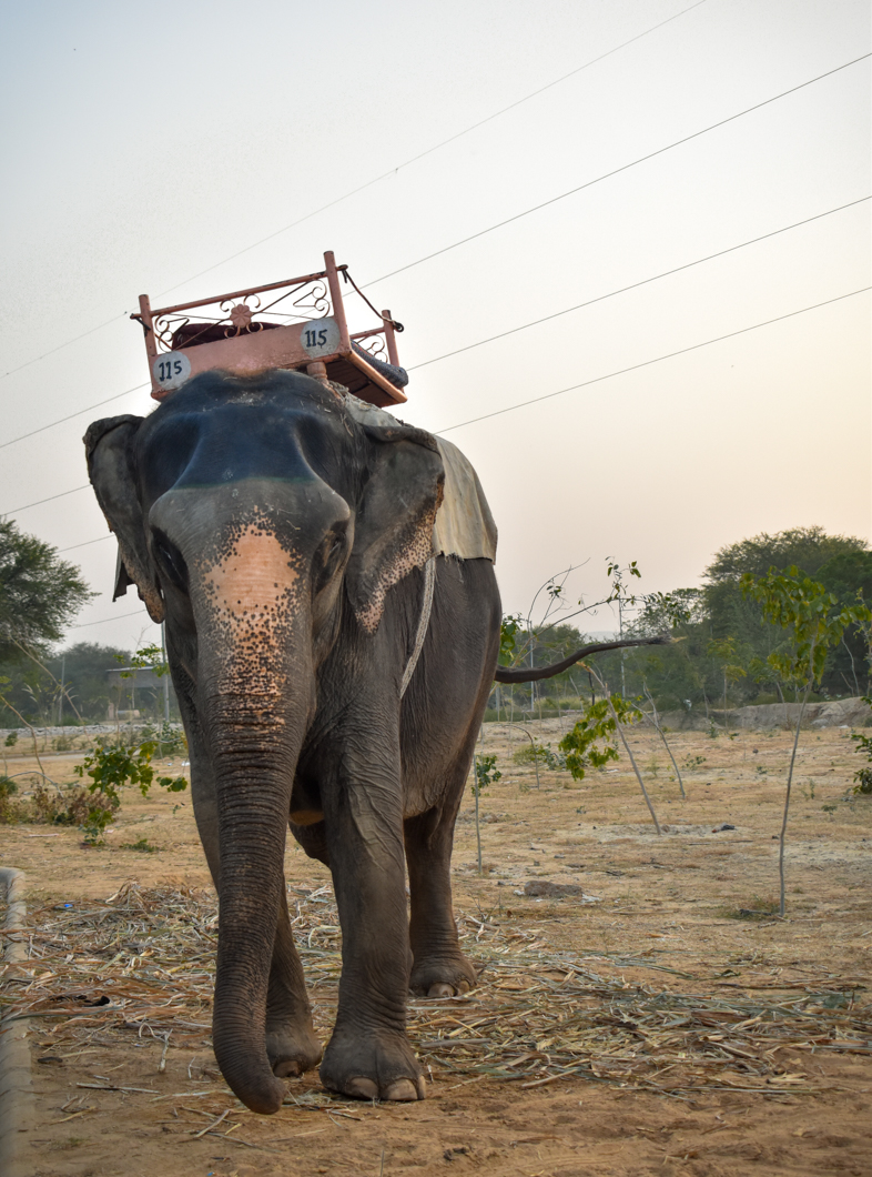When the elephants have finished giving rides at the tourist attraction Amber Fort, they return to their home called Hathi Gaon - “Elephant Village”. In the village, we found that the elephants are either continuing to perform for tourists by giving even more rides, or are kept alone, heavily chained in “concrete boxes”, and often swaying repetitively - a sign of severe psychological distress. Jaipur, India, 2018