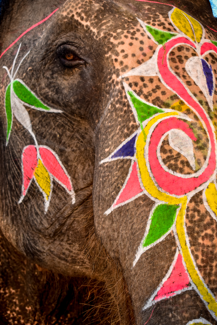When the elephants have finished giving rides at the tourist attraction Amber Fort, they return to their home called Hathi Gaon - “Elephant Village”. In the village, we found that the elephants are either continuing to perform for tourists by giving even more rides, or are kept alone, heavily chained in “concrete boxes”, and often swaying repetitively - a sign of severe psychological distress. Jaipur, India, 2018
