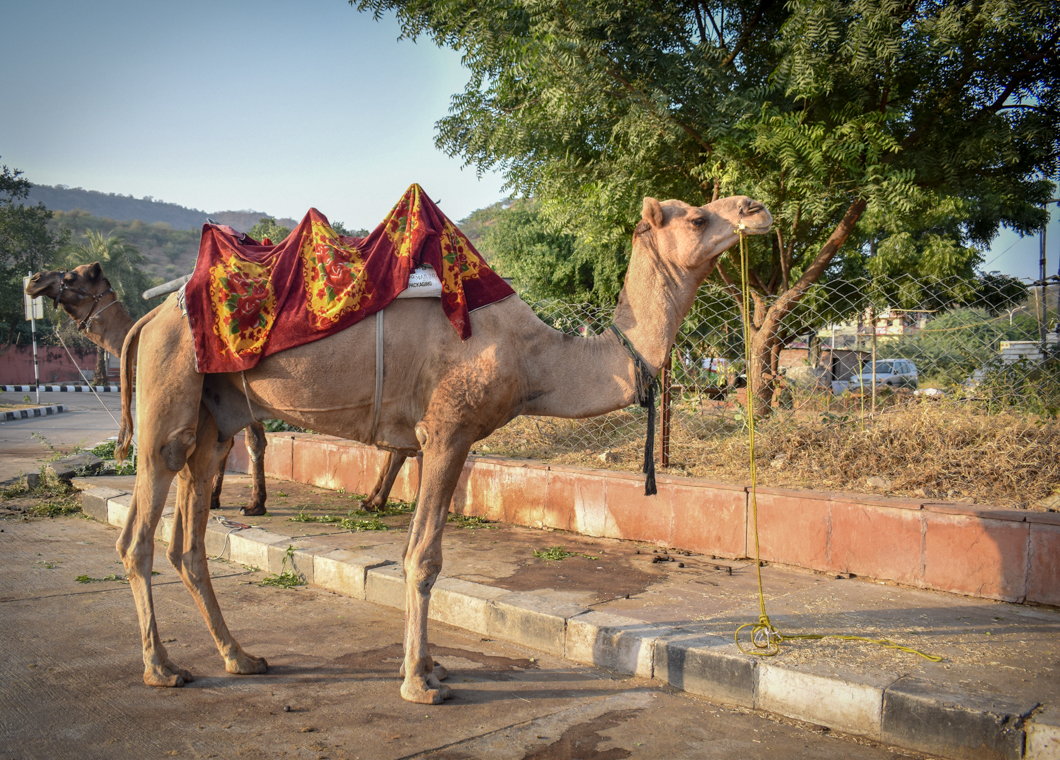 Camels are kept by the roadside in the hectic tourist district of Jaipur, where they are forced to give rides along busy roads day after day. Jaipur, India, 2018