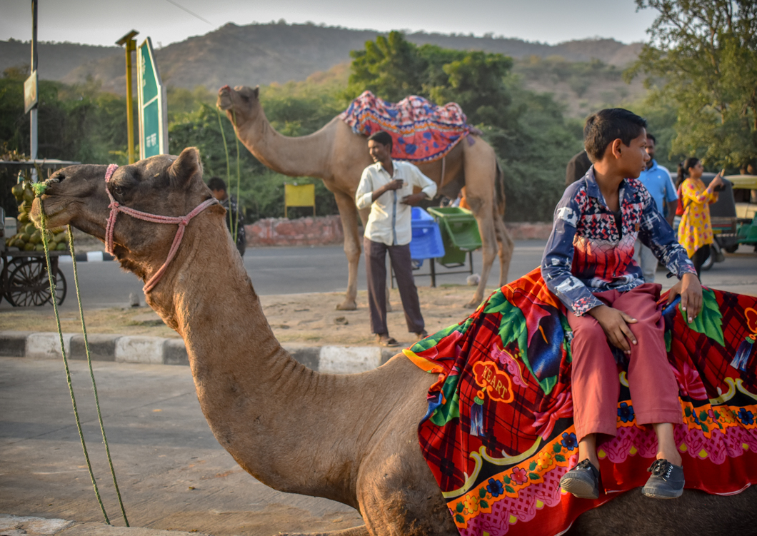Camels are kept by the roadside in the hectic tourist district of Jaipur, where they are forced to give rides along busy roads day after day. Jaipur, India, 2018