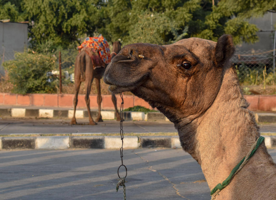 Camels are kept by the roadside in the hectic tourist district of Jaipur, where they are forced to give rides along busy roads day after day. Jaipur, India, 2018