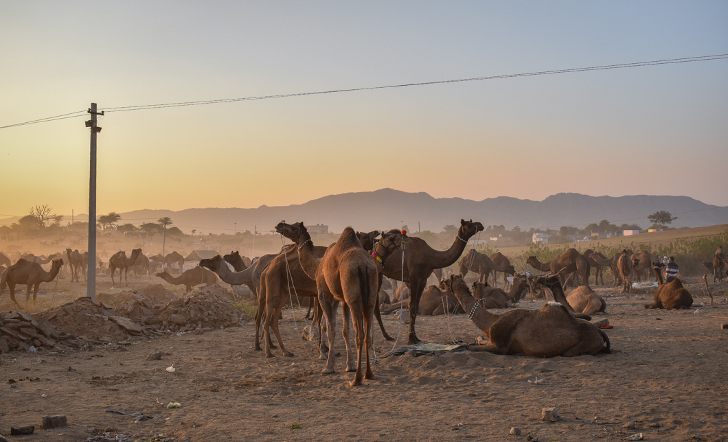 Thousands of camels are taken to the small desert town of Pushkar in North India for the annual camel fair, with many of them suffering from difficult working conditions and horrific injuries. The fair has become a hotspot for tourism, with many tourists visiting to partake in camel riding. Pushkar, India, 2018