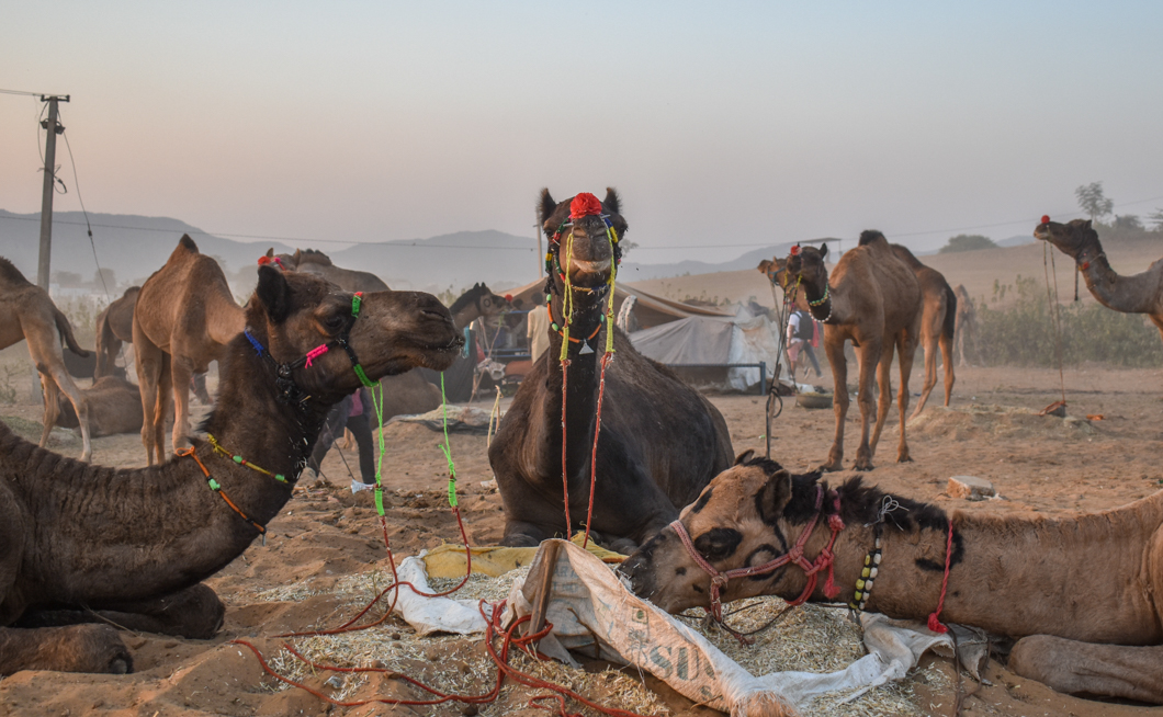 Thousands of camels are taken to the small desert town of Pushkar in North India for the annual camel fair, with many of them suffering from difficult working conditions and horrific injuries. The fair has become a hotspot for tourism, with many tourists visiting to partake in camel riding. Pushkar, India, 2018