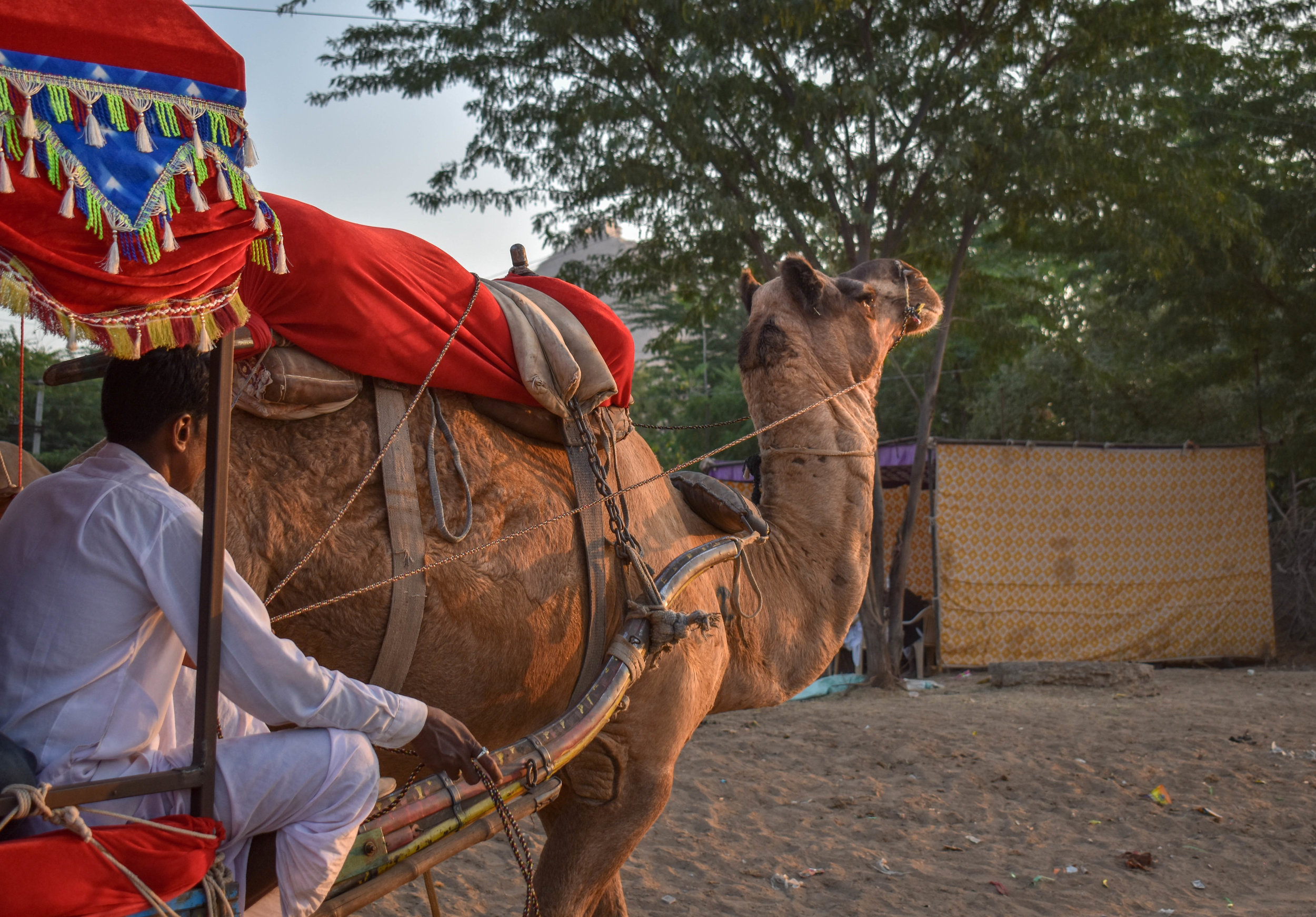 Thousands of camels are taken to the small desert town of Pushkar in North India for the annual camel fair, with many of them suffering from difficult working conditions and horrific injuries. The fair has become a hotspot for tourism, with many tourists visiting to partake in camel riding. Pushkar, India, 2018