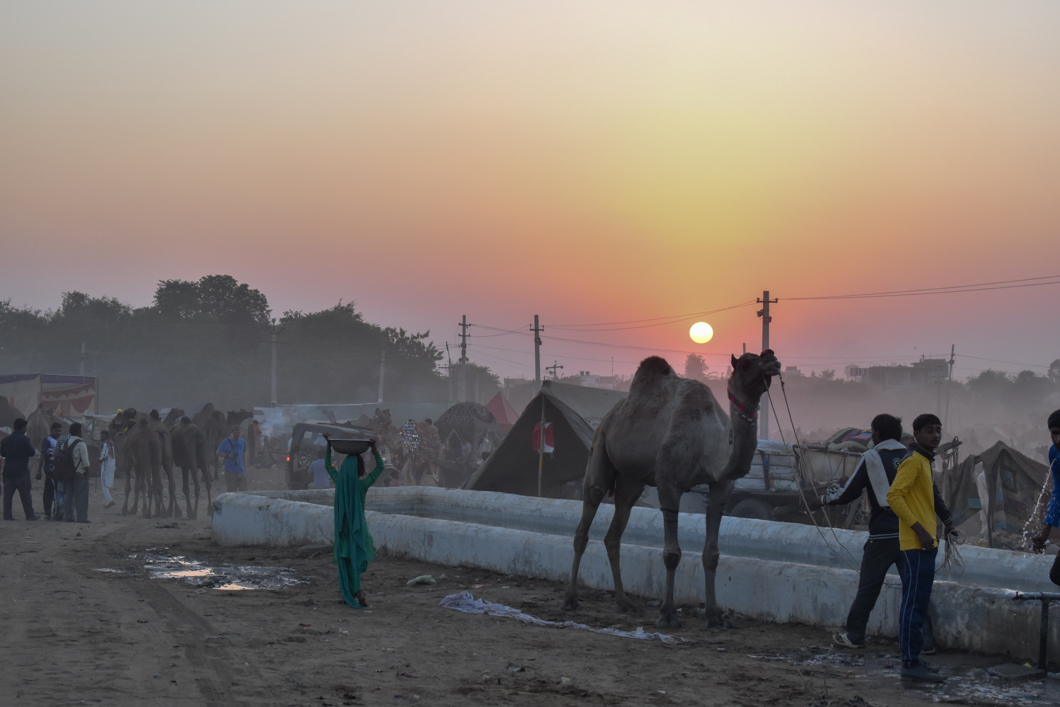 Thousands of camels are taken to the small desert town of Pushkar in North India for the annual camel fair, with many of them suffering from difficult working conditions and horrific injuries. The fair has become a hotspot for tourism, with many tourists visiting to partake in camel riding. Pushkar, India, 2018