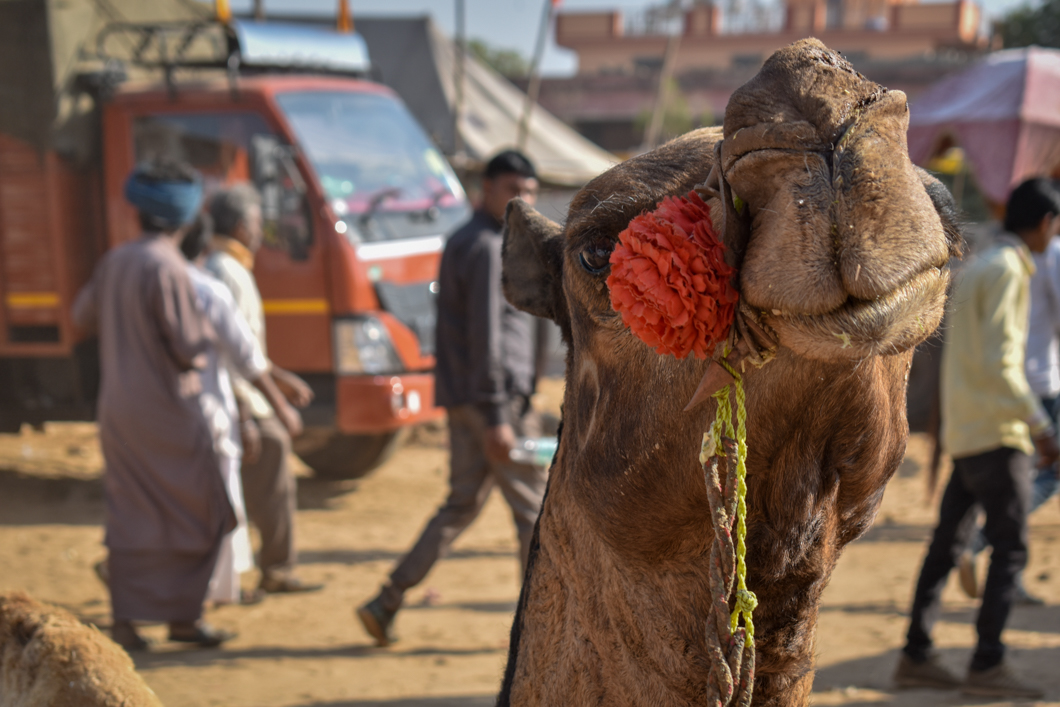 Thousands of camels are taken to the small desert town of Pushkar in North India for the annual camel fair, with many of them suffering from difficult working conditions and horrific injuries. The fair has become a hotspot for tourism, with many tourists visiting to partake in camel riding. Pushkar, India, 2018