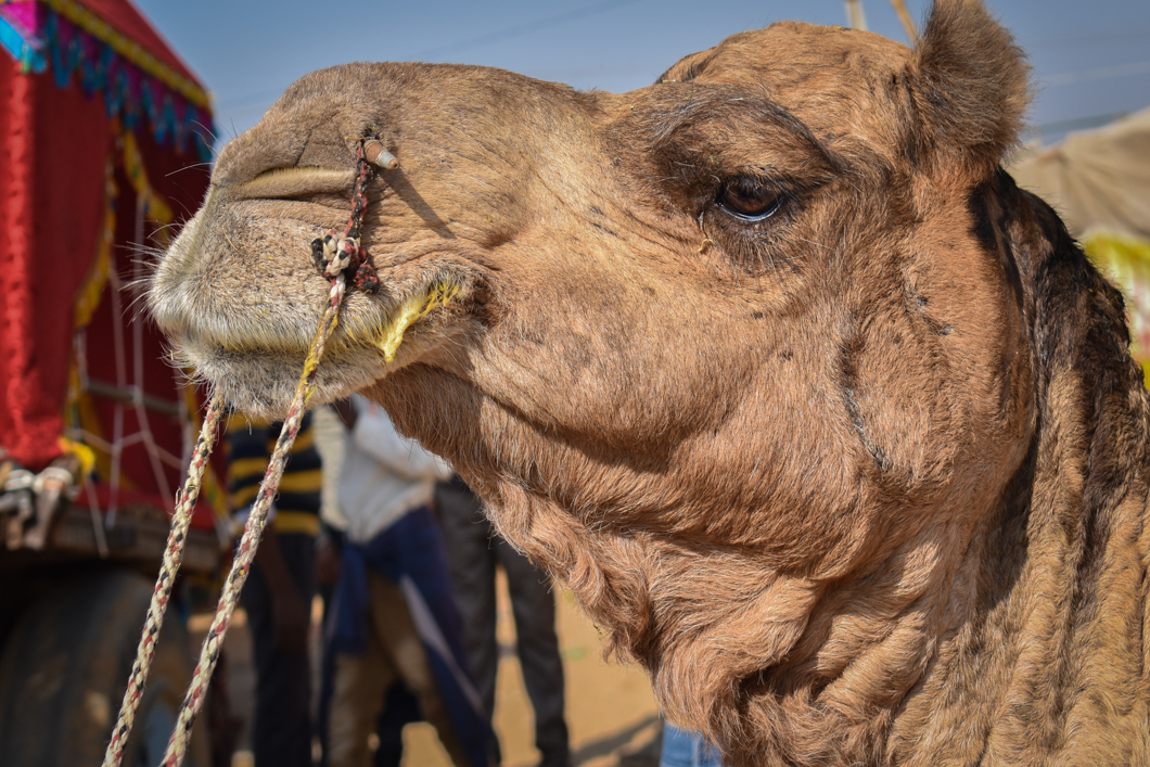 Thousands of camels are taken to the small desert town of Pushkar in North India for the annual camel fair, with many of them suffering from difficult working conditions and horrific injuries. The fair has become a hotspot for tourism, with many tourists visiting to partake in camel riding. Pushkar, India, 2018