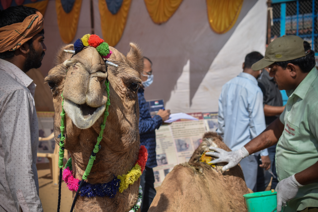 Thousands of camels are taken to the small desert town of Pushkar in North India every year for the annual camel fair, with many of them suffering from difficult working conditions and horrific injuries. The fair has become a hotspot for tourism, with many tourists visiting to partake in camel riding. The charitable organisation Help In Suffering send their team of vets and animal carers to the fair every single year, offering free treatment and advice to camel owners in order to help alleviate some of the suffering that these camels endure. Pushkar, India, 2018