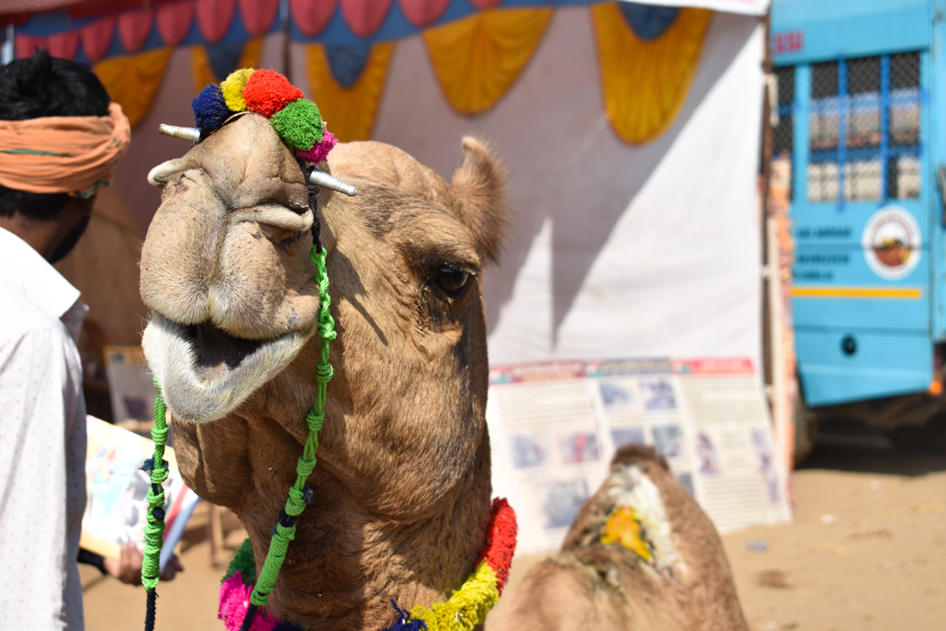 Thousands of camels are taken to the small desert town of Pushkar in North India every year for the annual camel fair, with many of them suffering from difficult working conditions and horrific injuries. The fair has become a hotspot for tourism, with many tourists visiting to partake in camel riding. The charitable organisation Help In Suffering send their team of vets and animal carers to the fair every single year, offering free treatment and advice to camel owners in order to help alleviate some of the suffering that these camels endure. Pushkar, India, 2018