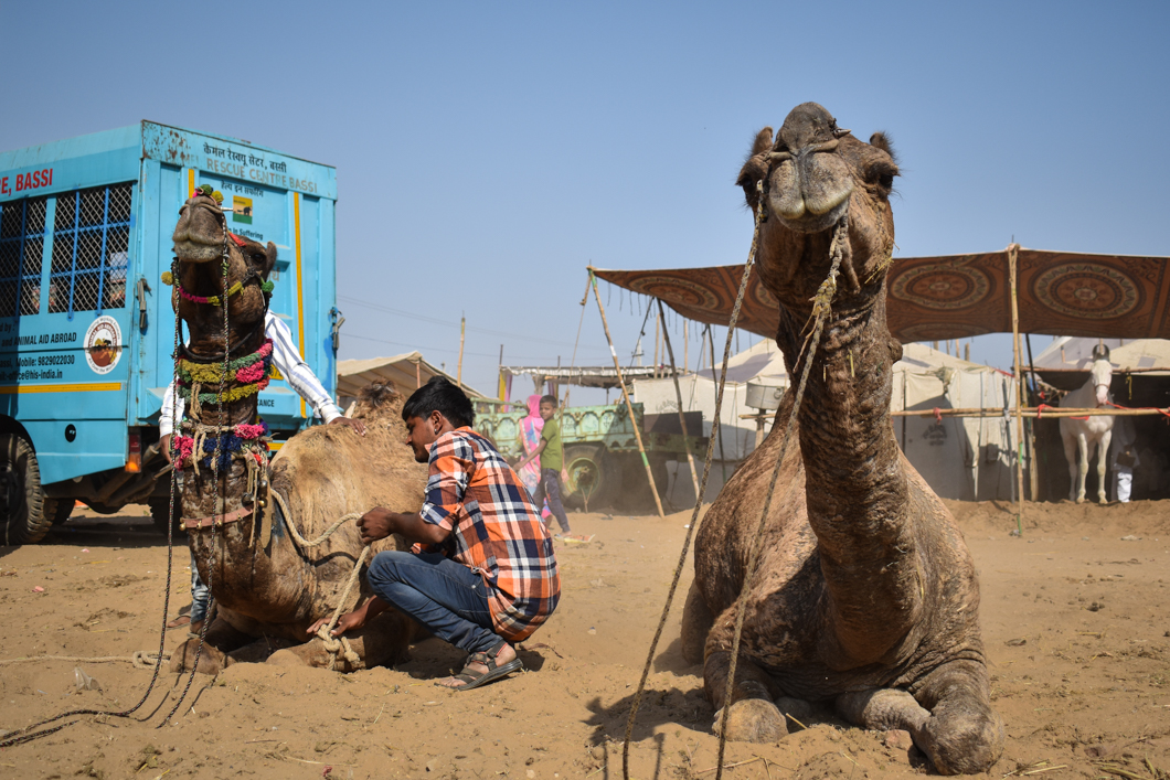 Thousands of camels are taken to the small desert town of Pushkar in North India every year for the annual camel fair, with many of them suffering from difficult working conditions and horrific injuries. The fair has become a hotspot for tourism, with many tourists visiting to partake in camel riding. The charitable organisation Help In Suffering send their team of vets and animal carers to the fair every single year, offering free treatment and advice to camel owners in order to help alleviate some of the suffering that these camels endure. Pushkar, India, 2018
