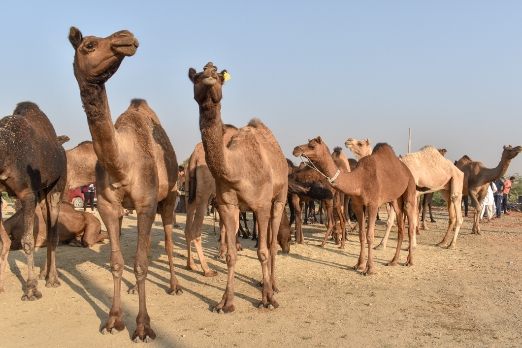 Thousands of camels are taken to the small desert town of Pushkar in North India for the annual camel fair, with many of them suffering from difficult working conditions and horrific injuries. The fair has become a hotspot for tourism, with many tourists visiting to partake in camel riding. Pushkar, India, 2018