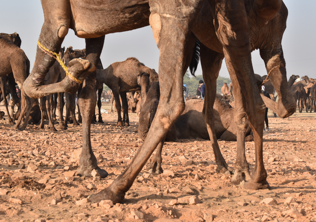 Thousands of camels are taken to the small desert town of Pushkar in North India for the annual camel fair, with many of them suffering from difficult working conditions and horrific injuries. The fair has become a hotspot for tourism, with many tourists visiting to partake in camel riding. Pushkar, India, 2018