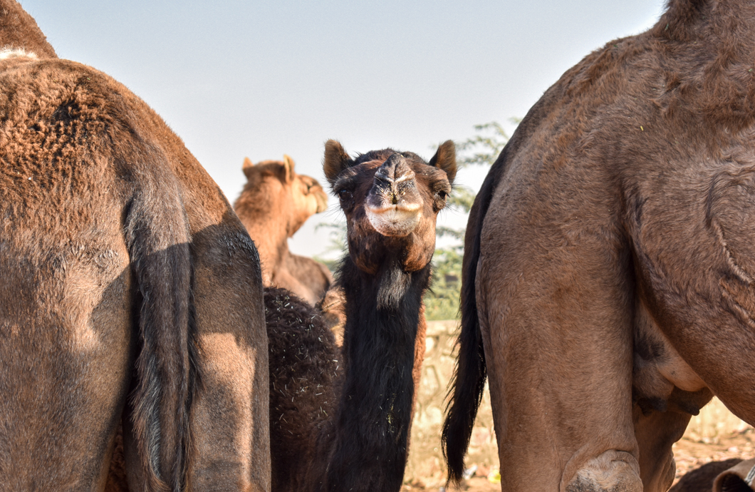 Thousands of camels are taken to the small desert town of Pushkar in North India for the annual camel fair, with many of them suffering from difficult working conditions and horrific injuries. The fair has become a hotspot for tourism, with many tourists visiting to partake in camel riding. Pushkar, India, 2018