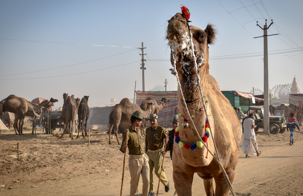 Thousands of camels are taken to the small desert town of Pushkar in North India for the annual camel fair, with many of them suffering from difficult working conditions and horrific injuries. The fair has become a hotspot for tourism, with many tourists visiting to partake in camel riding. Pushkar, India, 2018