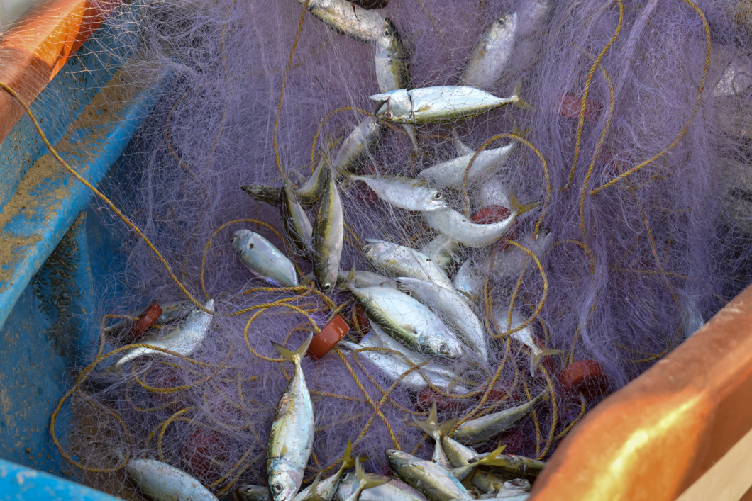 These recently-caught fish are being untangled from the fishing net, ready to be served as food at tourist restaurants. Goa, India, 2018