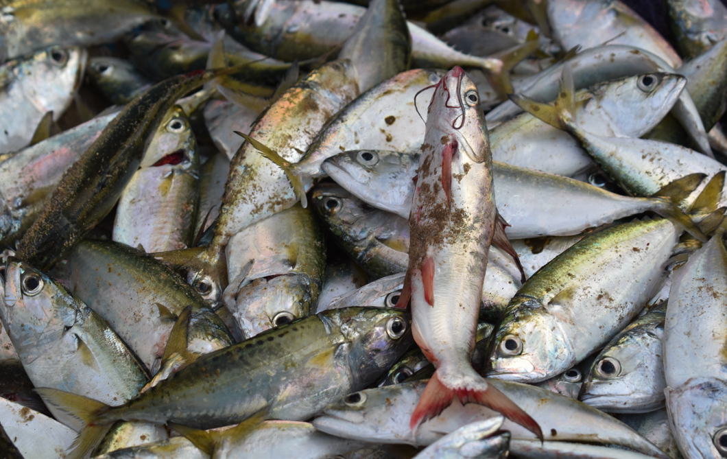 These recently-caught fish are being untangled from the fishing net, ready to be served as food at tourist restaurants. Goa, India, 2018