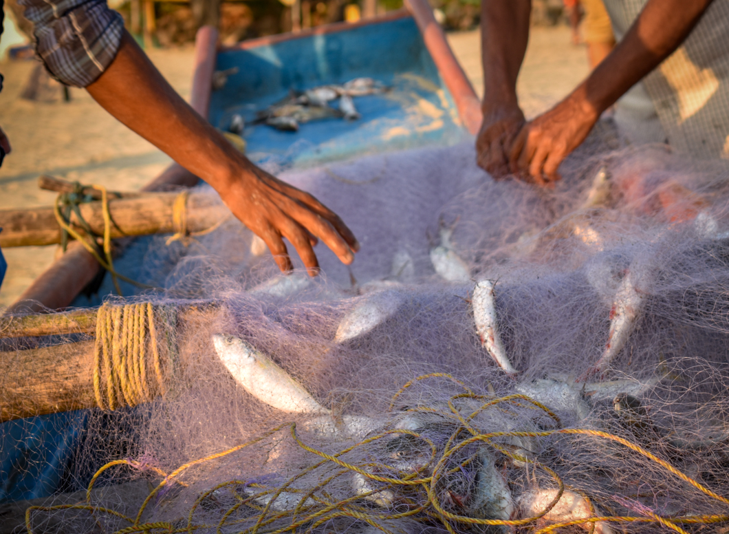 These recently-caught fish are being untangled from the fishing net, ready to be served as food at tourist restaurants. Goa, India, 2018