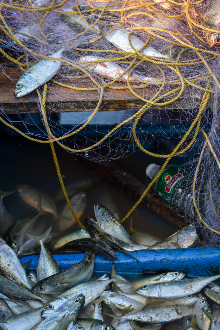 These recently-caught fish are being untangled from the fishing net, ready to be served as food at tourist restaurants. Goa, India, 2018