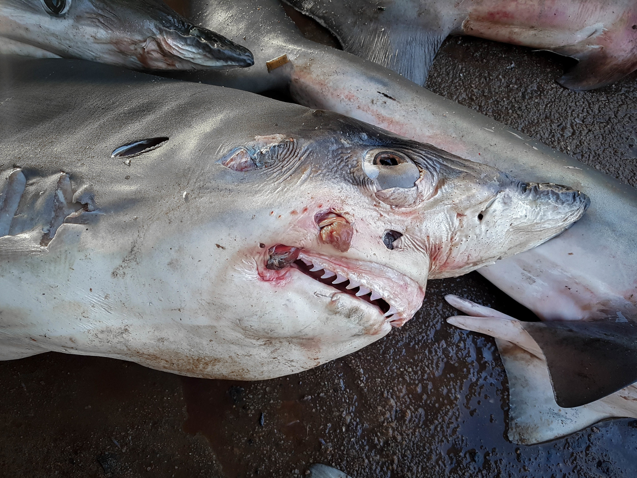 At one of the world’s largest fish markets, thousands of sharks, crabs, shrimps and many other fish line the stalls, before their numbers are restocked all over again the very next day. Negombo, Sri Lanka, 2018