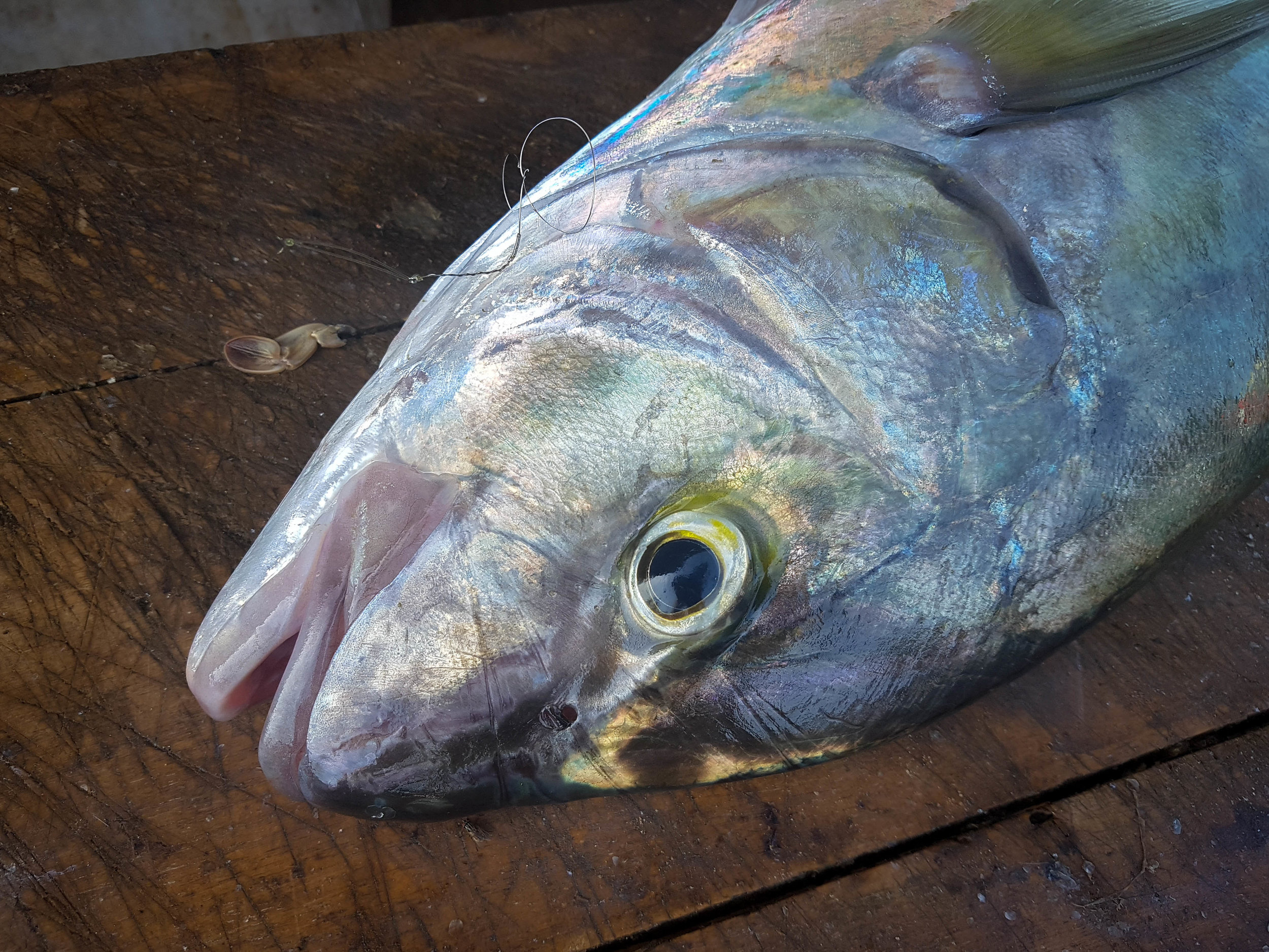 At one of the world’s largest fish markets, thousands of sharks, crabs, shrimps and many other fish line the stalls, before their numbers are restocked all over again the very next day. Negombo, Sri Lanka, 2018