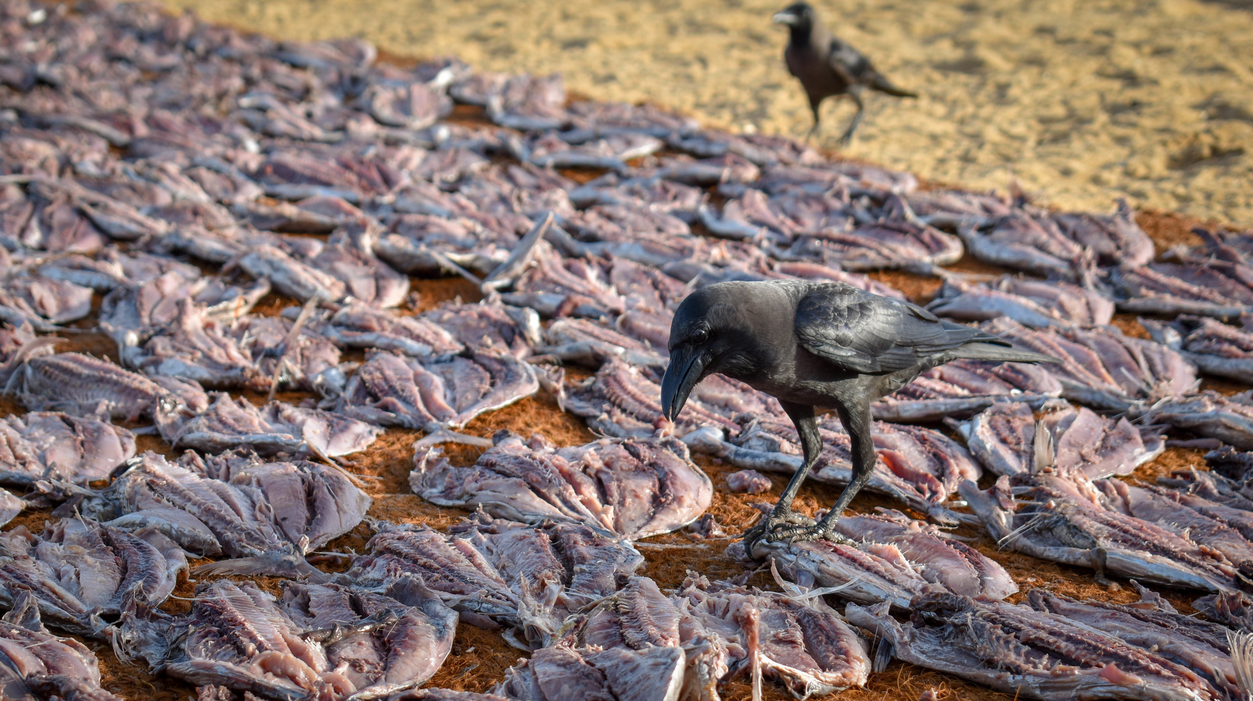 At one of the world’s largest fish markets, thousands of sharks, crabs, shrimps and many other fish line the stalls, before their numbers are restocked all over again the very next day. Negombo, Sri Lanka, 2018