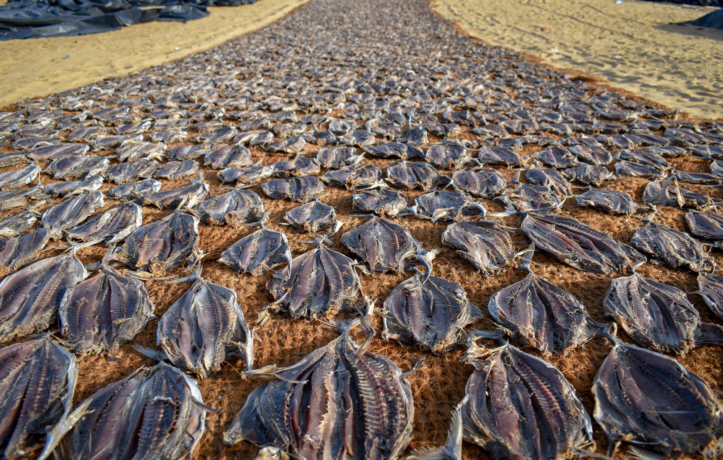 At one of the world’s largest fish markets, thousands of sharks, crabs, shrimps and many other fish line the stalls, before their numbers are restocked all over again the very next day. Negombo, Sri Lanka, 2018