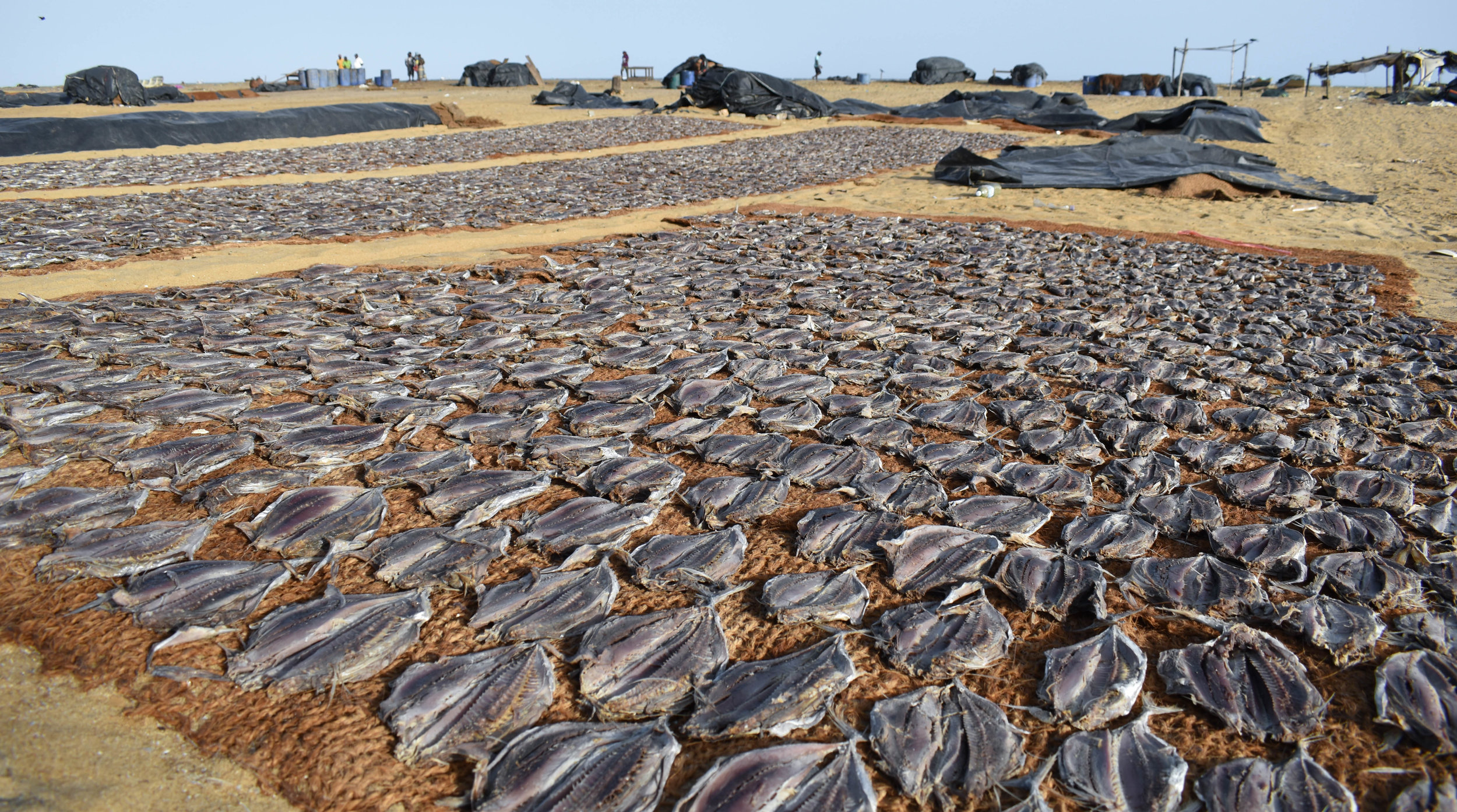 At one of the world’s largest fish markets, thousands of sharks, crabs, shrimps and many other fish line the stalls, before their numbers are restocked all over again the very next day. Negombo, Sri Lanka, 2018