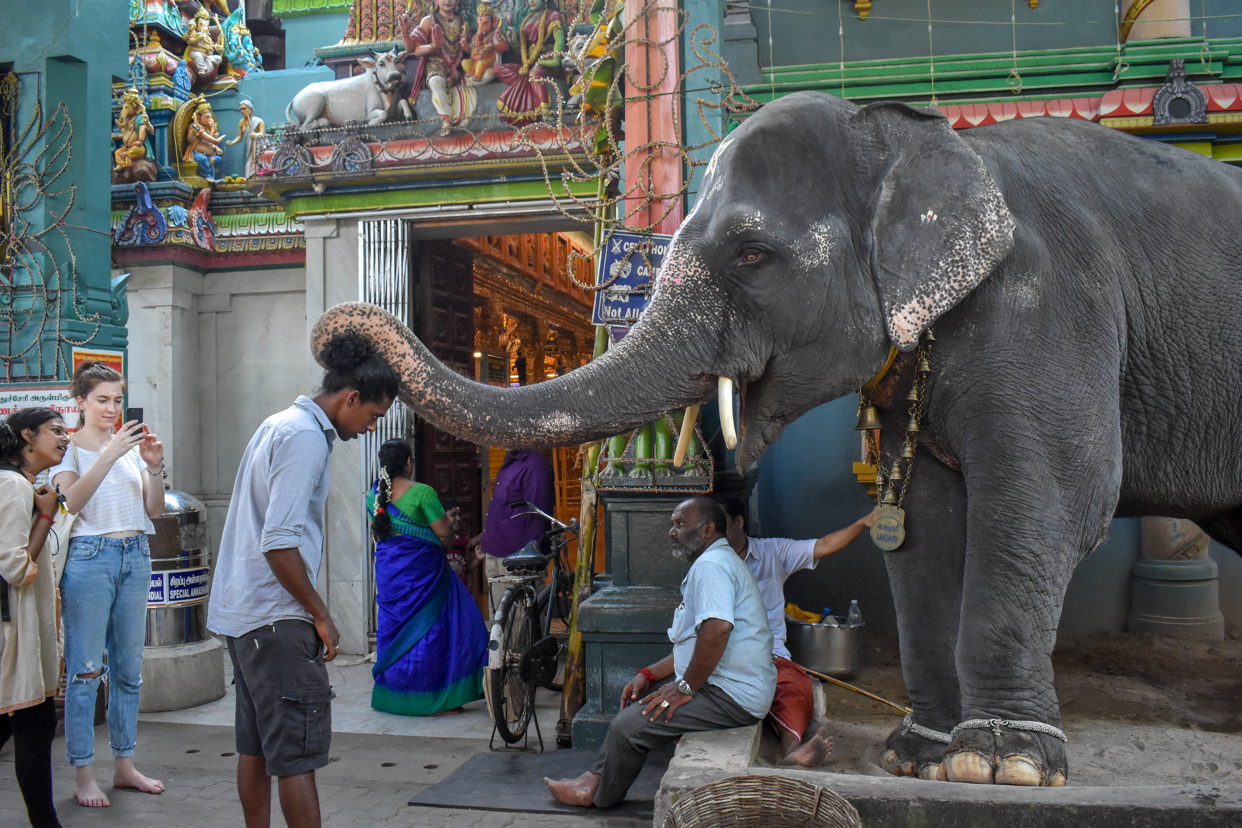 Purchased back in 1997, Lakshmi has since been used as a “Temple Elephant” - an elephant who is forced to work at a religious temple by begging and blessing devotees. After years of working for several hours every day, campaigners have noted that Lakshmi has suffered from psychosis, foot rot, and loneliness. Puducherry, India, 2018