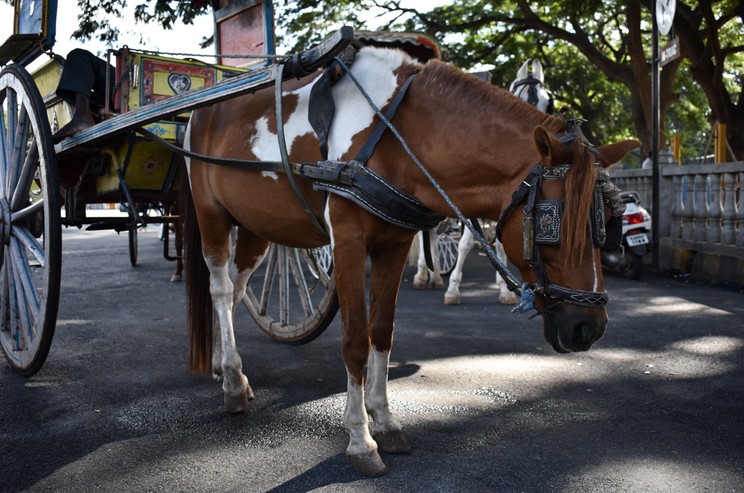 In the sweltering heat of Mysuru, horses are forced to give heavy carriage rides all day, amongst the busy traffic and frantic crowds outside of Mysore Palace. Mysuru, India, 2018