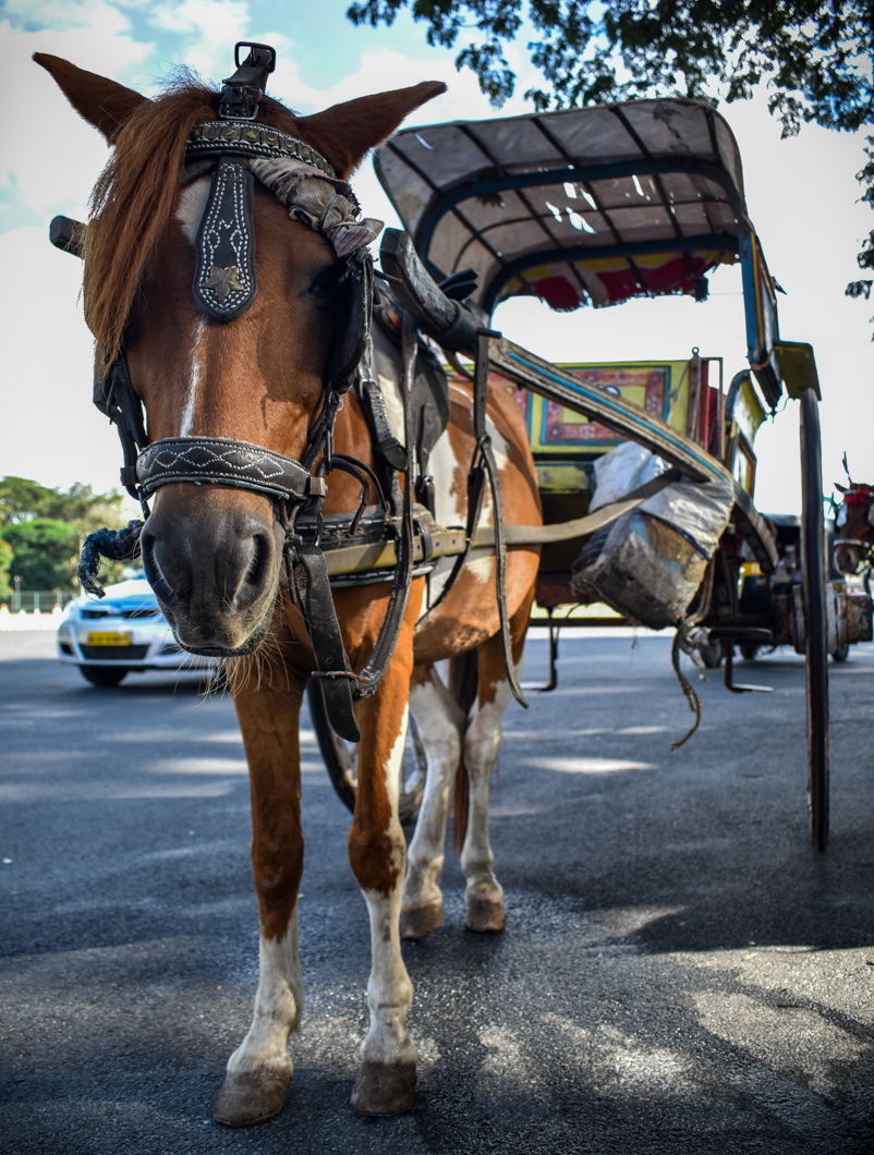 In the sweltering heat of Mysuru, horses are forced to give heavy carriage rides all day, amongst the busy traffic and frantic crowds outside of Mysore Palace. Mysuru, India, 2018