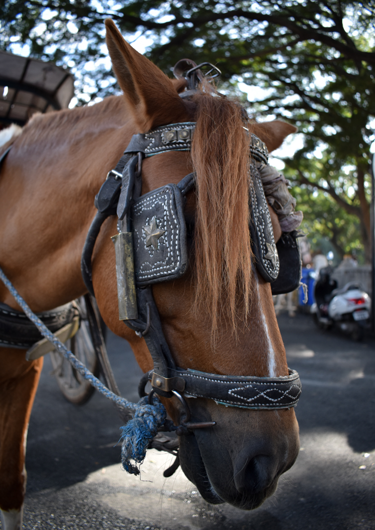 In the sweltering heat of Mysuru, horses are forced to give heavy carriage rides all day, amongst the busy traffic and frantic crowds outside of Mysore Palace. Mysuru, India, 2018