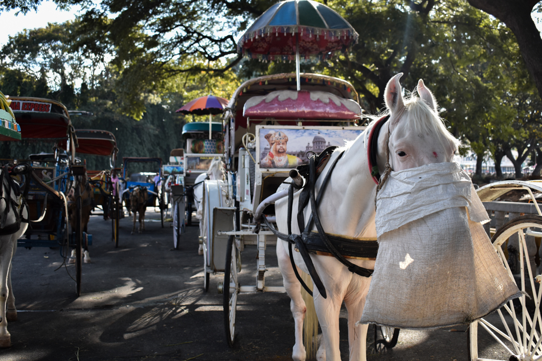 In the sweltering heat of Mysuru, horses are forced to give heavy carriage rides all day, amongst the busy traffic and frantic crowds outside of Mysore Palace. Mysuru, India, 2018