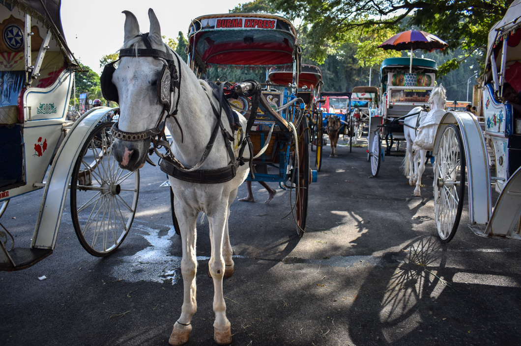 In the sweltering heat of Mysuru, horses are forced to give heavy carriage rides all day, amongst the busy traffic and frantic crowds outside of Mysore Palace. Mysuru, India, 2018