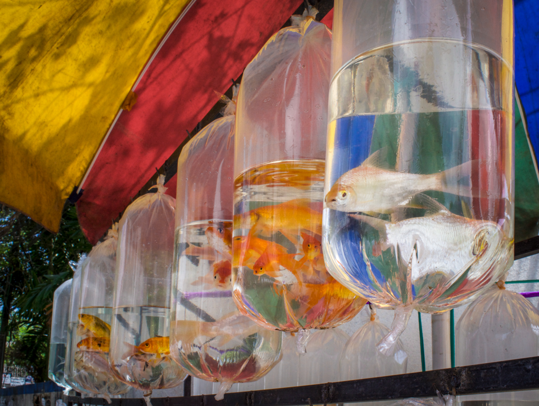 A street stall selling fish in small plastic bags. Unawatuna, Sri Lanka, 2018