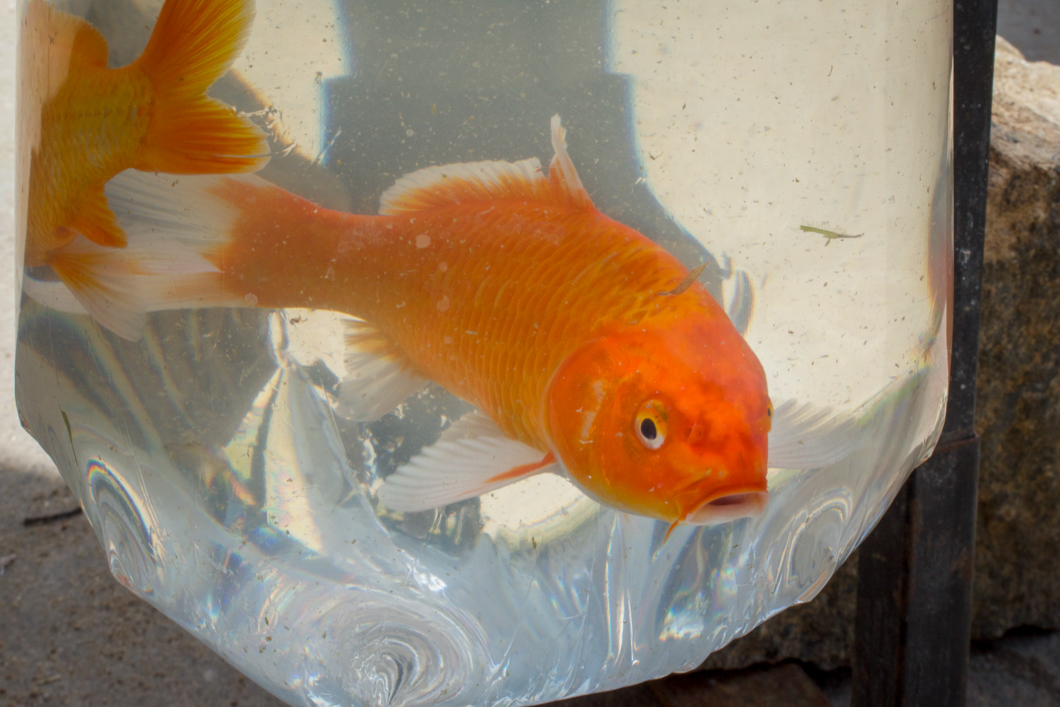 A street stall selling fish in small plastic bags. Unawatuna, Sri Lanka, 2018
