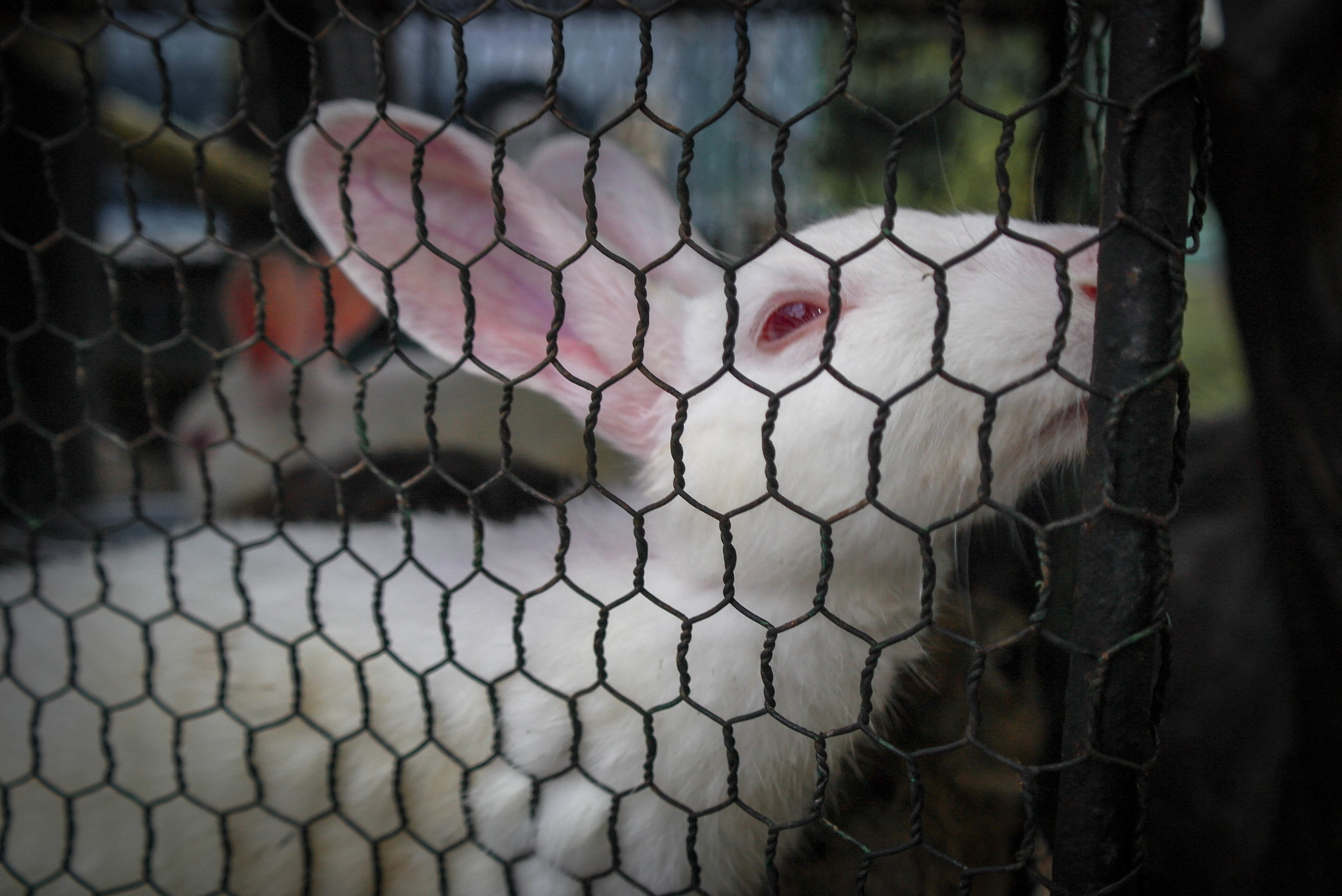 An aquarium selling a variety of fish, with cages outside on the street full of other ‘pets’ including rabbits, pigeons, and other birds. Trincomalee, Sri Lanka, 2018