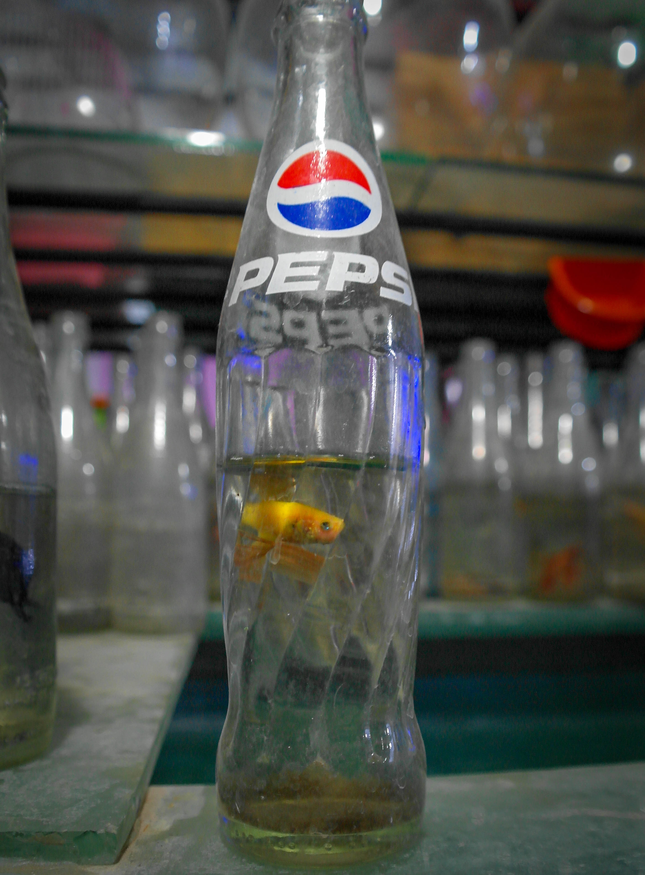 An aquarium selling a variety of fish, with cages outside on the street full of other ‘pets’ including rabbits, pigeons, and other birds. Trincomalee, Sri Lanka, 2018