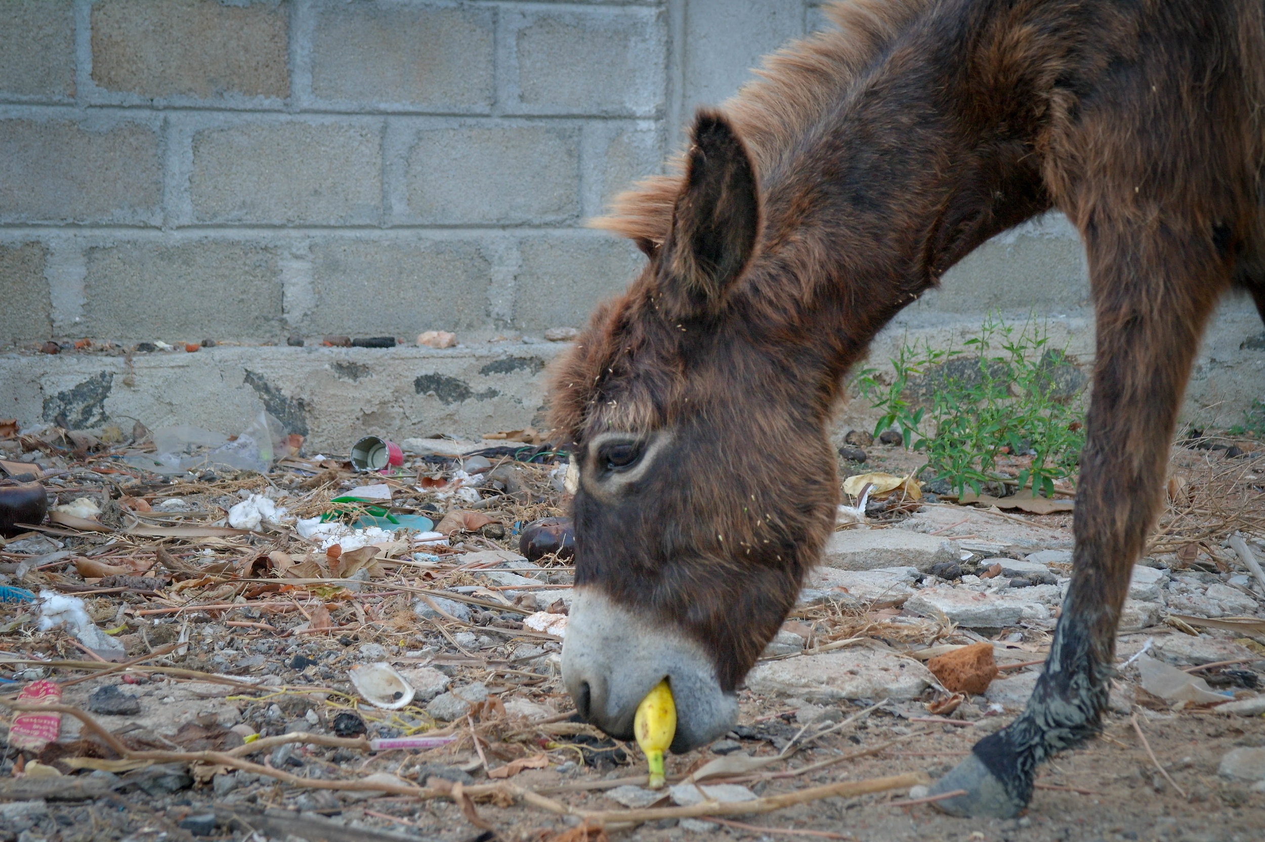 The town of Mannar in Sri Lanka is home to over 1000 feral donkeys, who must roam the busy streets in search of food and water. These donkeys were abandoned during the country’s long civil war and became a “pest”. Now, they suffer from malnutrition and often sustain horrific injuries from traffic accidents. Mannar, Sri Lanka, 2018