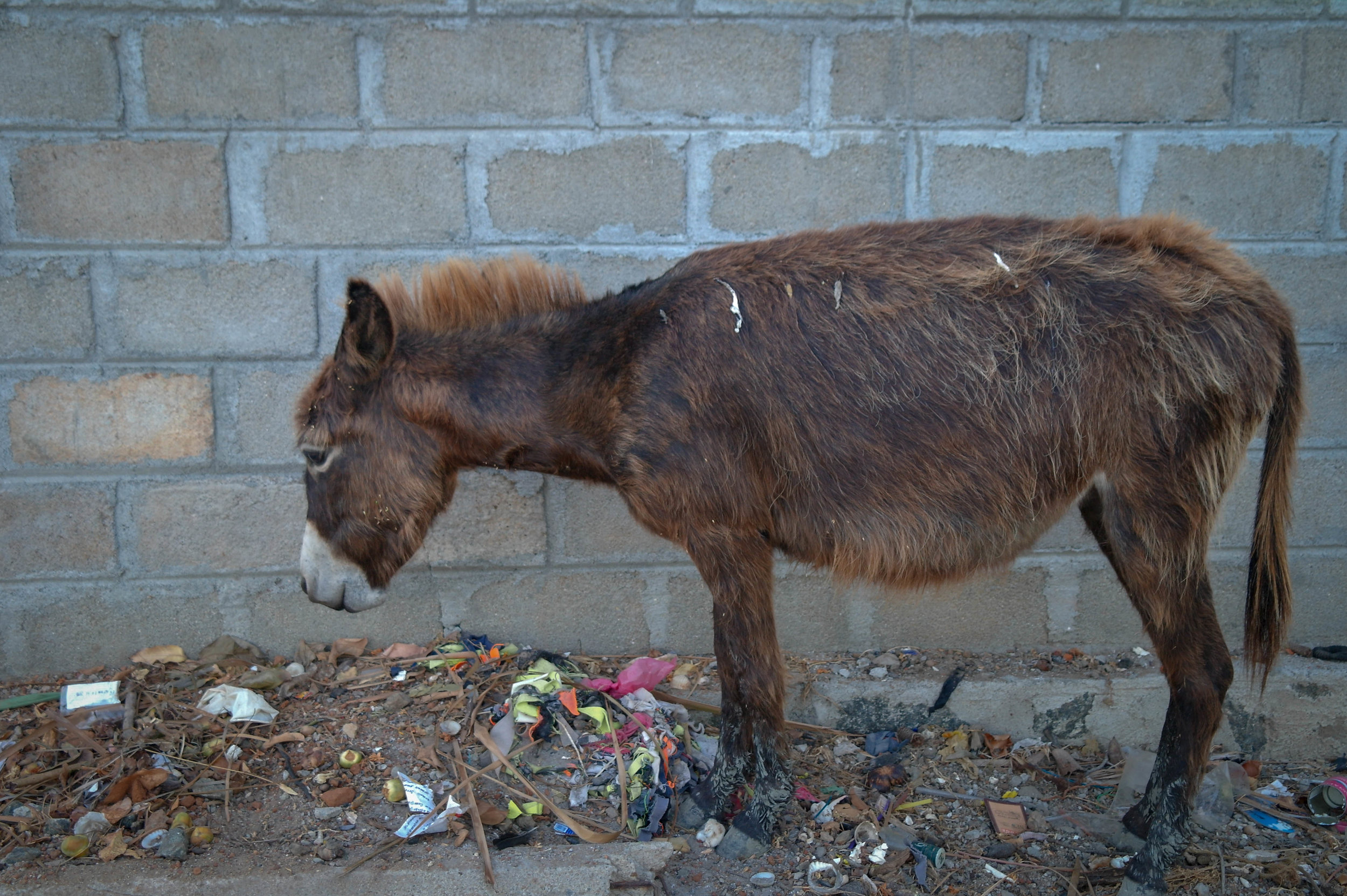The town of Mannar in Sri Lanka is home to over 1000 feral donkeys, who must roam the busy streets in search of food and water. These donkeys were abandoned during the country’s long civil war and became a “pest”. Now, they suffer from malnutrition and often sustain horrific injuries from traffic accidents. Mannar, Sri Lanka, 2018