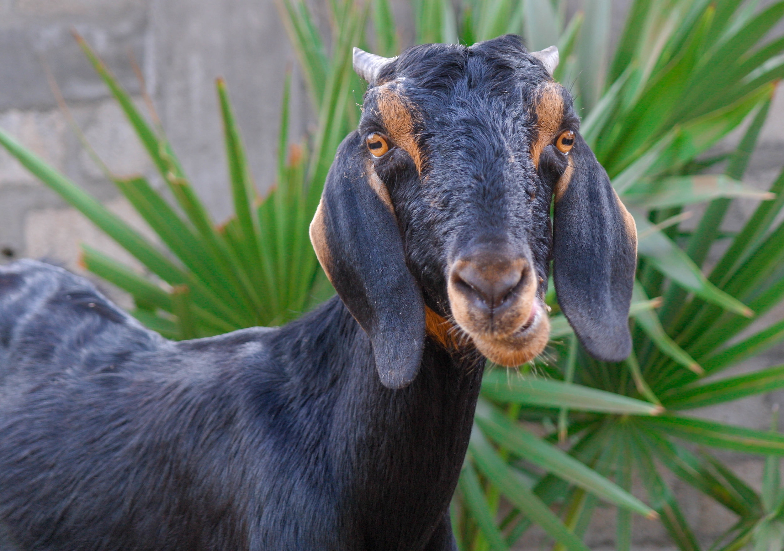 A small herd of goats belonging to the local villagers in Mannar. Mannar, Sri Lanka, 2018