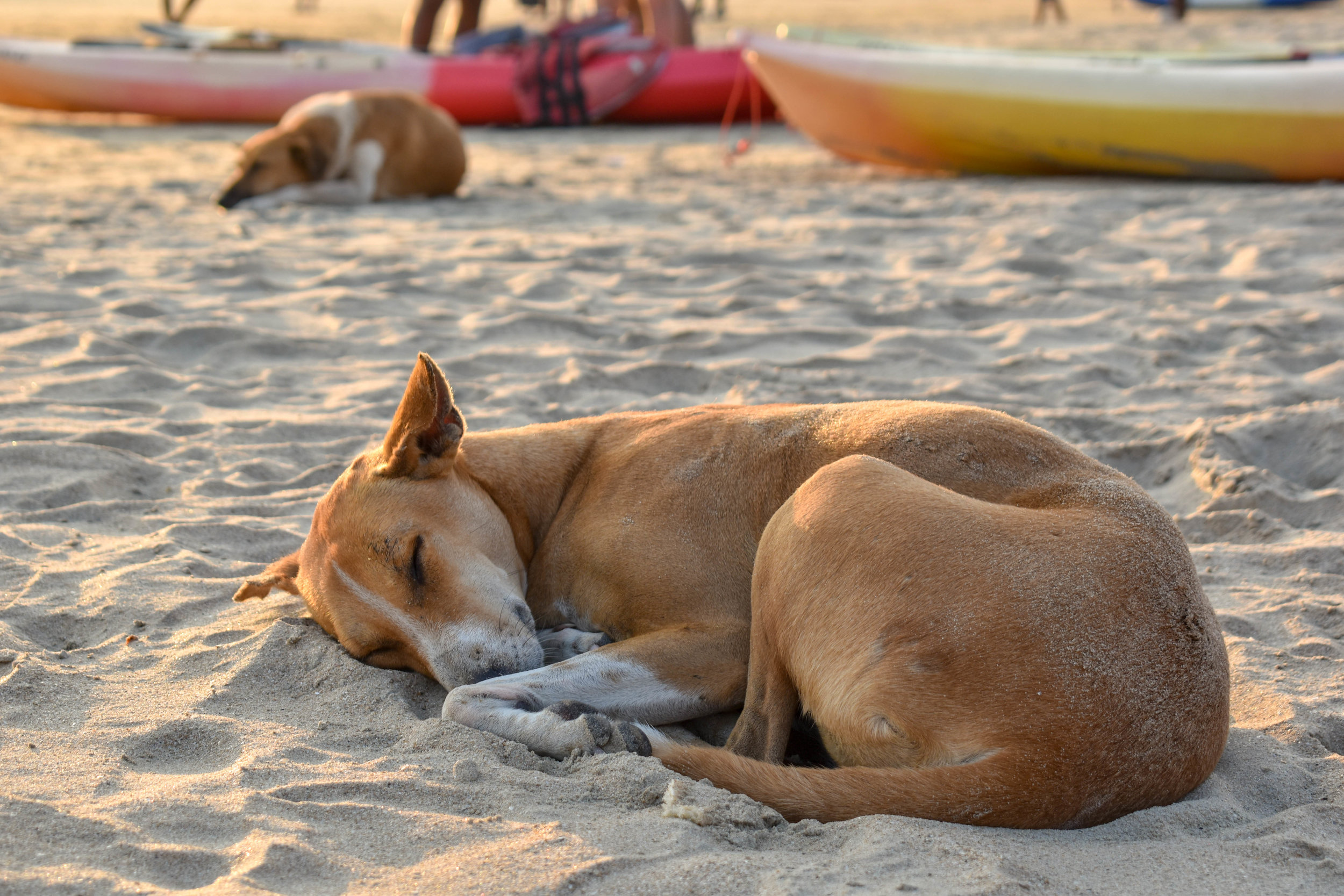 A street dog sleeping on the sand in the sun. Goa, India, 2018