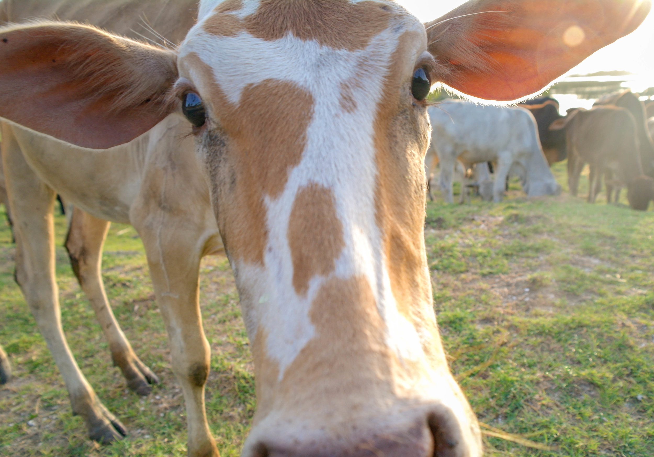 A small herd of cows belonging to the local villagers in Pottuvil, on the East coast of Sri Lanka. Pottuvil, Sri Lanka, 2018