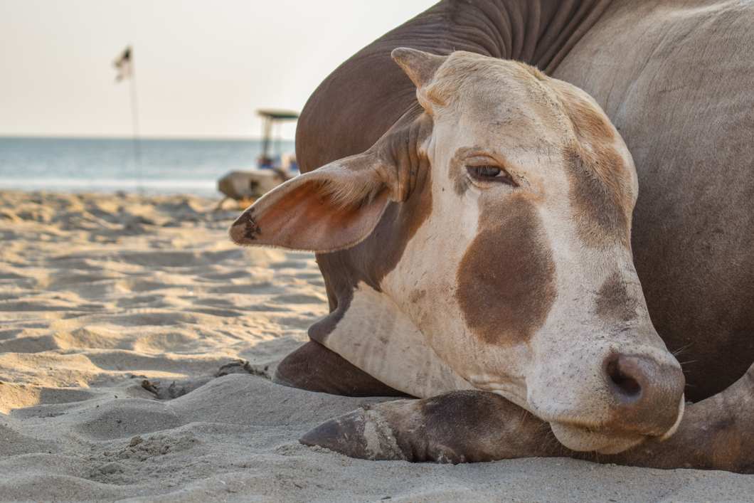 In Goa, it is a common (and wonderful) sight to see herds of cows wander down to the sandy beaches each day, so that they can rest and enjoy in the sun. Goa, India, 2018