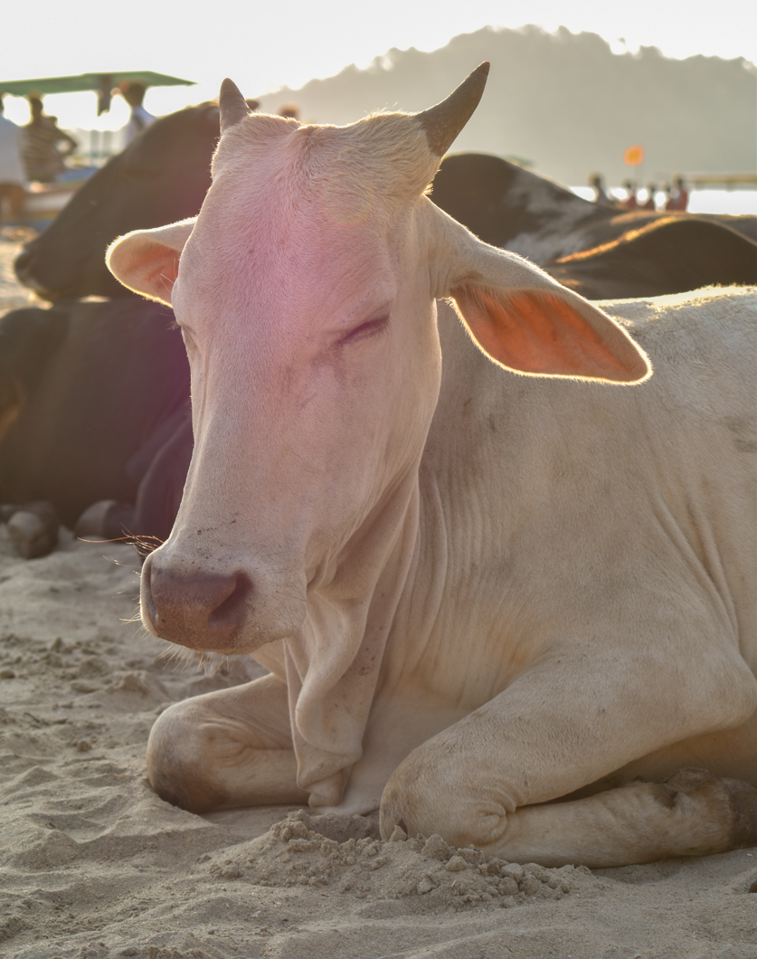 In Goa, it is a common (and wonderful) sight to see herds of cows wander down to the sandy beaches each day, so that they can rest and enjoy in the sun. Goa, India, 2018