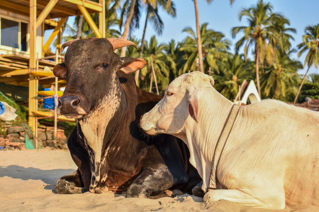 In Goa, it is a common (and wonderful) sight to see herds of cows wander down to the sandy beaches each day, so that they can rest and enjoy in the sun. Goa, India, 2018